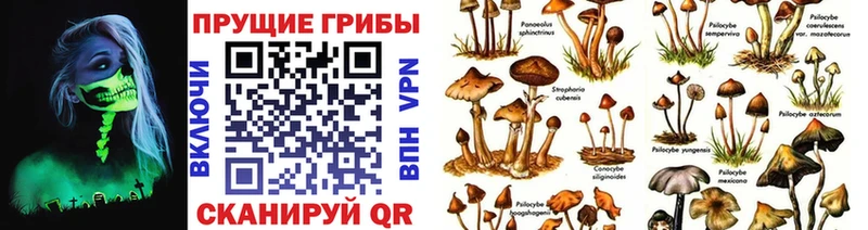 Купить закладки  Холмск  Псилоцибиновые грибы Psilocybe 
